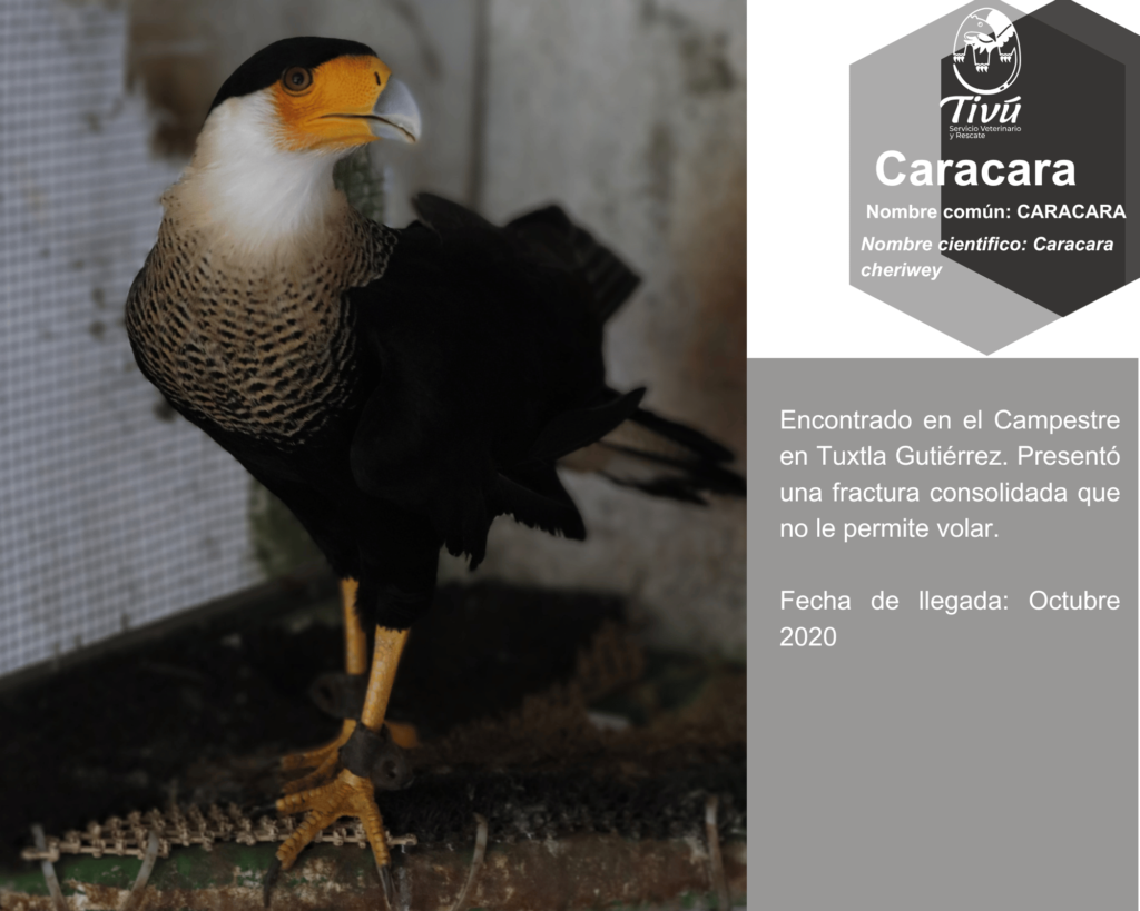 Caracara