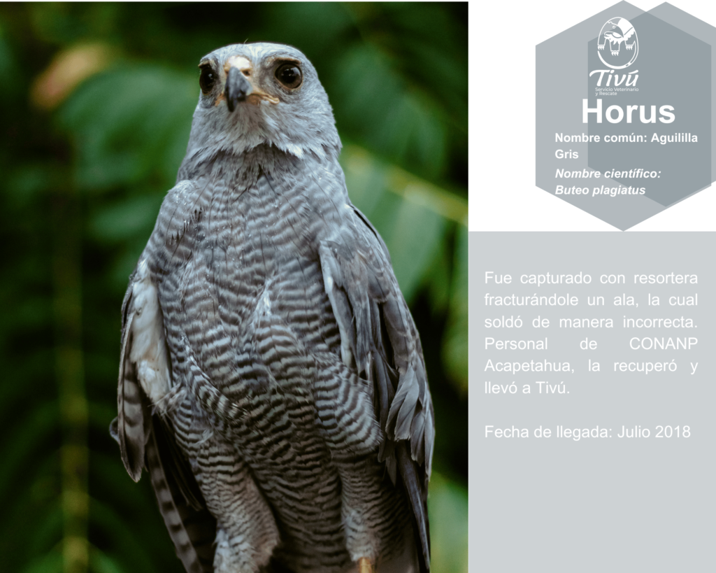 Horus