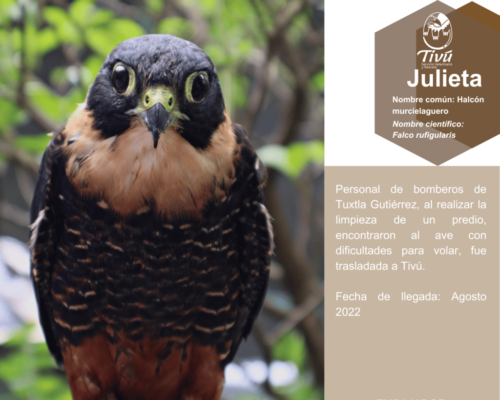 Julieta