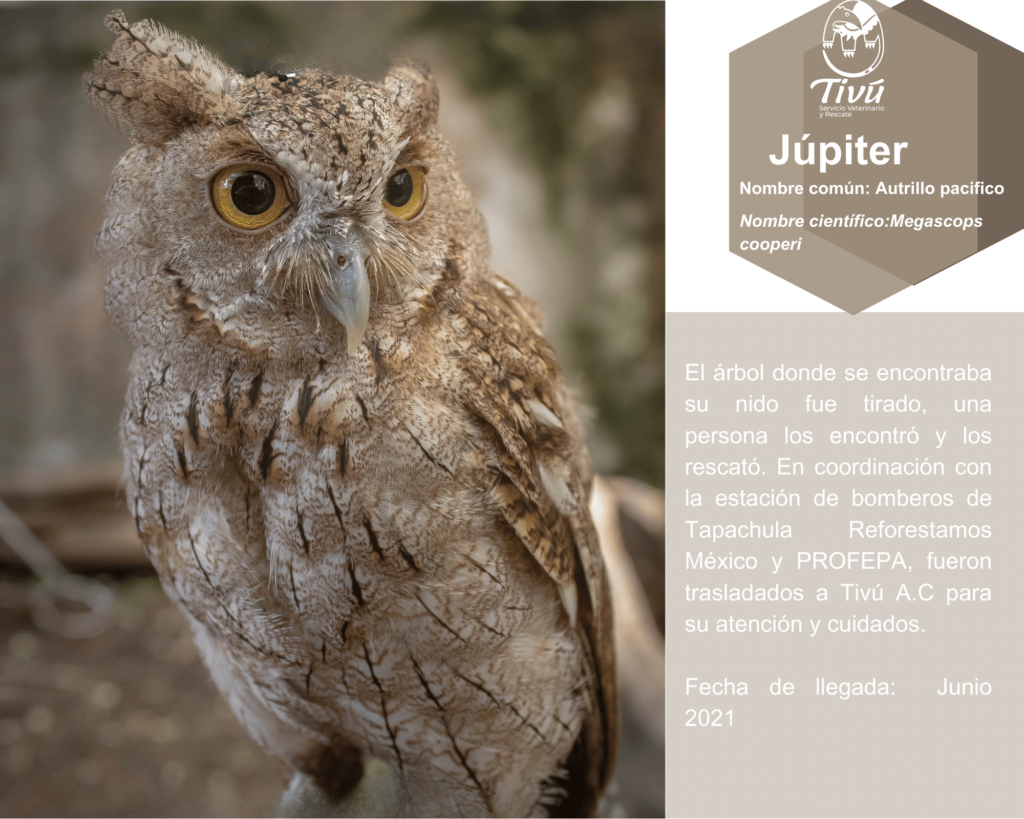 Júpiter