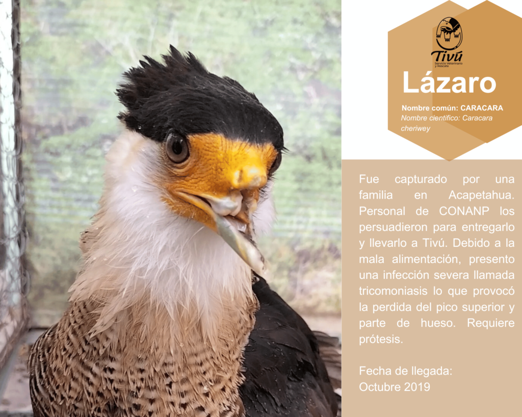 Lázaro