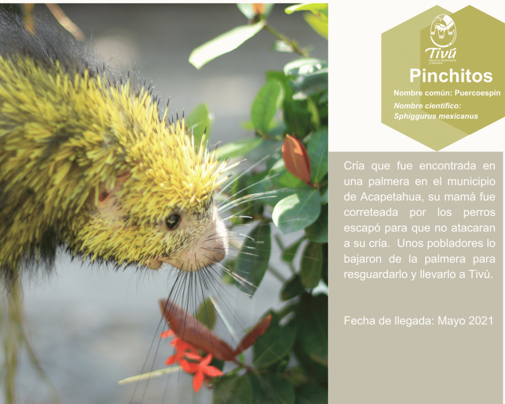 Pinchitos