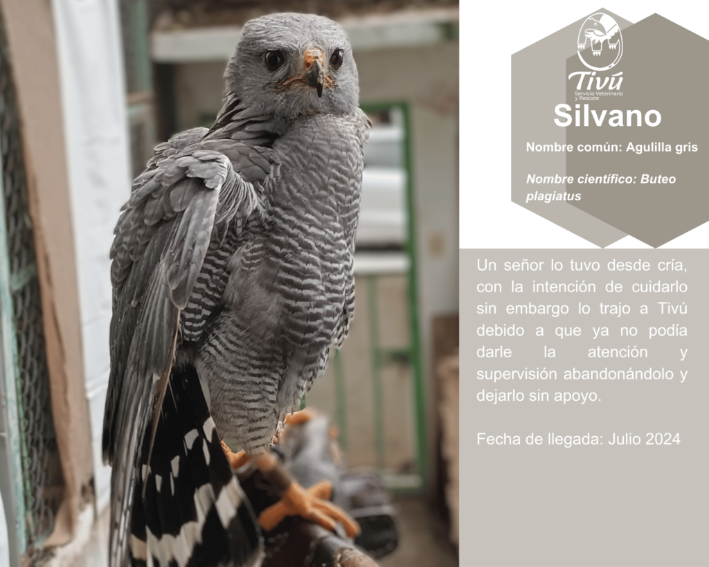 Silvano